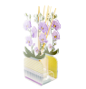 Difusor de Orquídeas de acrílico grande 