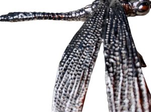 Alternative view of Libélula plateada