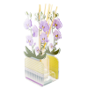 Difusor de Orquídeas de acrílico grande