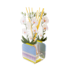 Difusor de Orquídeas de acrílico chico
