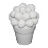 Cactus burbuja